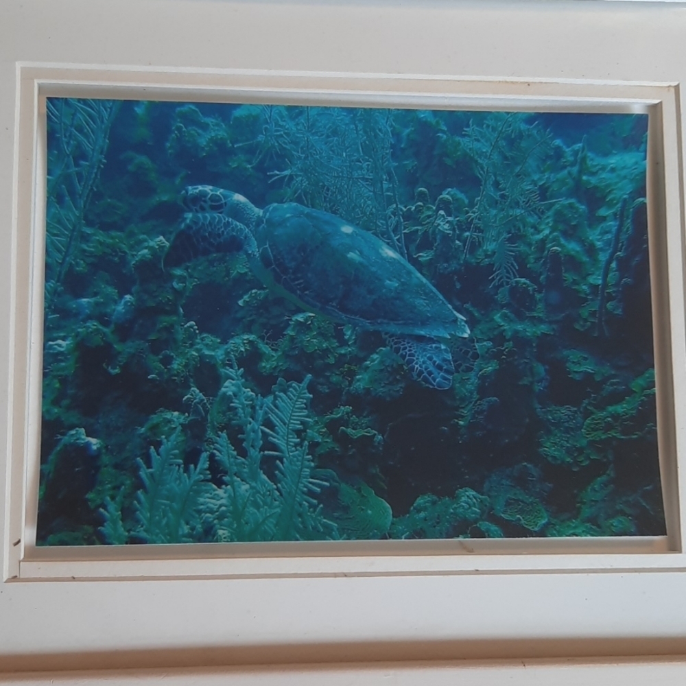 Sea Turtle 2005 photo turquoise picture